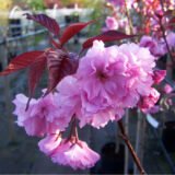 Саджанці сакури червонолистної "Роял Бургунді" - Зображення 2