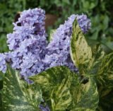 Саджанці бузку ряболистного "Аукубофолія" (щеплений)