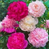 Півонія Махрова Мікс 3 сортів (кореневища 3шт.) - Зображення 2