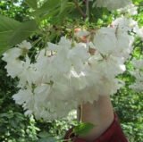 Саджанці сакури білої махрової (Н 1,2-1,5) - Зображення 2