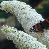 Саджанці Будлеї Давида White Profusion