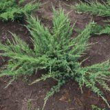 Саджанці ялівця (можжевельника) козацького - Зображення 2