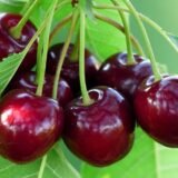 Саджанці черешні "Сем" (середньоспілий сорт) - Зображення 2