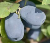 Жимолость їстівна "Індіго Джем"