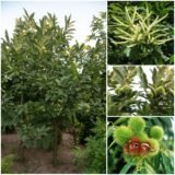 Саджанці каштану їстівного "Castanea sativa"  0,6-0,8 см