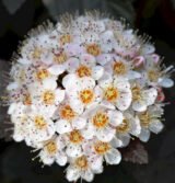 Саджанці пухироплідника калинолистого Diabolo - Зображення 2