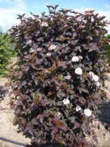 Саджанці пухироплідника калинолистого Diabolo - Зображення 5