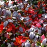 Барбарис Ред Джевел