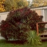 Саджанці колоновидного (міні) червонолисного персика "Bonfire patio"! NEW IN UA! (пізньоспілий сорт) - Зображення 2