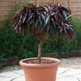 Саджанці колоновидного (міні) червонолисного персика "Bonfire patio"! NEW IN UA! (пізньоспілий сорт)