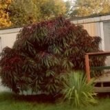 Саджанці колоновидного(міні) червонолисного персика "Bonfire patio" (Бонфаірі - штамб Н 0,8-1,3 м) - Зображення 5