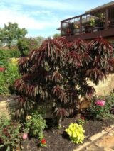 Саджанці колоновидного(міні) червонолисного персика "Bonfire patio" (Бонфаірі - штамб Н 0,8-1,3 м) - Зображення 8