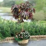 Саджанці колоновидного(міні) червонолисного персика "Bonfire patio" (Бонфаірі - штамб Н 0,8-1,3 м) - Зображення 3