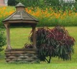 Саджанці колоновидного(міні) червонолисного персика "Bonfire patio" (Бонфаірі - штамб Н 0,8-1,3 м) - Зображення 6