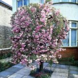 Саджанці сакури на штамбі Kiku-shidare (Кіку Шідаре штамб Н 1,2-2,0 м)