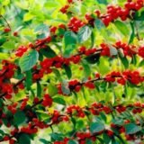 Вишня войлочна "Мрія" (середньопізній термін)