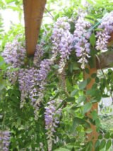 Саджанці гліцинії китайської Проліфік - Зображення 2