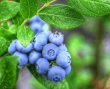 Лохина Дюк (С3)