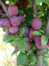 Саджанці сливи колоновидної "Імперіал" (середньоспілий сорт) - Зображення 2