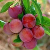 Саджанці сливи "Оцарк Прем'єр" (сердньоспілий сорт) - Зображення 4