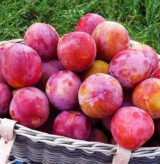 Саджанці сливи "Оцарк Прем'єр" (сердньоспілий сорт)