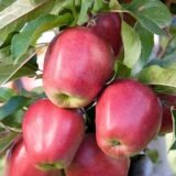 Саджанці яблуні "Глостер"