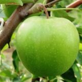 Саджанці яблуні "Гренні Сміт" (Granny Smith)