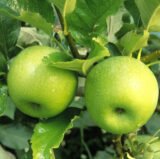 Саджанці яблуні "Ренет Семеренко"