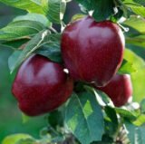 Саджанці яблуні "Старкримсон"