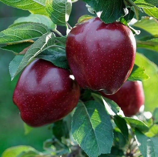 2201413014_sazhentsy-yabloni-starkrimson.jpg Саджанці яблуні "Старкримсон" - Зображення 1