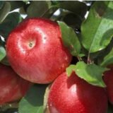 Саджанці яблуні "Чемпіон Арно"