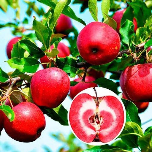 2201490920_sazhentsy-yabloni-era.jpg Саджанці яблуні "Ера" - Зображення 1