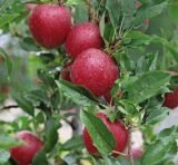 New на Україні! Саджанці яблуні "Гала Шніга Шніко Ред" - Зображення 2