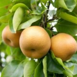 Саджанці груші "Секуі"