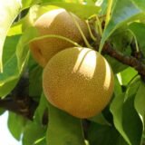 Саджанці груші "Хосуі"