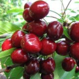 Саджанці черешні "Василина" (середньоспілий сорт)