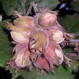 Саджанці фундука Галле (відводок)