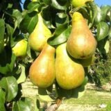 Саджанці груші "Осінь Буковини"