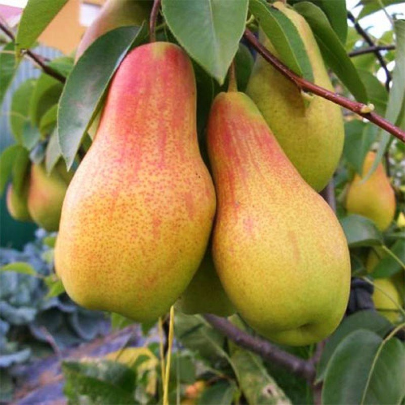 2245691358_sazhentsy-grushi-talgarskaya.jpg Саджанці груші "Талгарська красуня" - Зображення 1