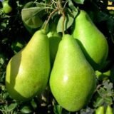 Саджанці груші "Бера Ноябрська"