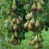 Саджанці осіннього сорту груші "Конференція" - Зображення 2