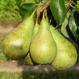 Саджанці осіннього сорту груші "Конференція"