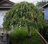 Саджанці берези плакучої на штамбі( H1.2-1.5м)  Pendula