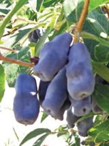 Жимолость їстівна "Каріна" (С2) - Зображення 2