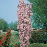 Саджанці колоновидної сакури "Аманогава"