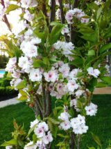 Саджанці колоновидної сакури "Аманогава" - Зображення 3