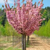 Саджанці сакури "Роял Бургунді" на штамбі (штамб Н 1-1,5 м)
