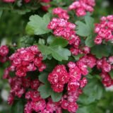 Саджанці глоду "Пауль Скарлет" (бояришник)