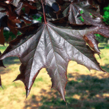 Саджанці клену гостролистного Crimson King (штамб Н 0,8-1 м) - Зображення 3