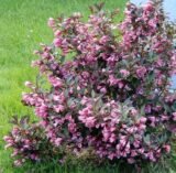 Саджанці вейгели Nana Purpurea - Зображення 3